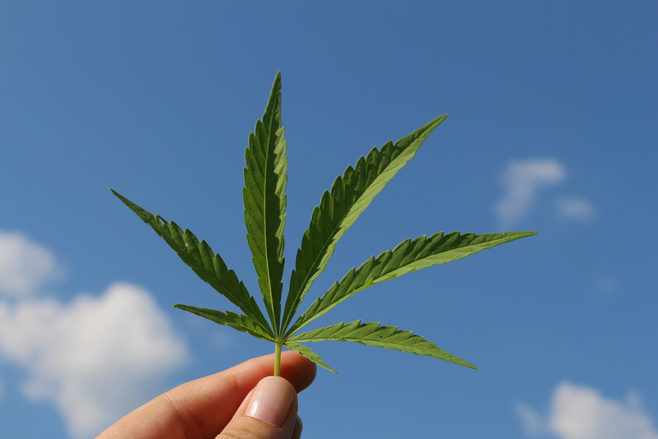 CBD-Produkte: Ihre zahlreichen positiven Wirkungen auf unsere Gesundheit machen sie immer beliebter - kauftregional.at
