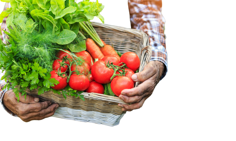 Hand hält Korb mit Tomaten und Gemüse