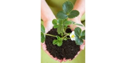 Händler - Produkt-Kategorie: Pflanzen und Blumen - VERMIGRAND Naturprodukte GmbH
