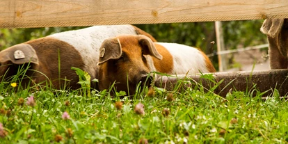 Händler - bevorzugter Kontakt: per Telefon - Hundsdorf (Rauris) - Die Weideschweine auf der Weide hinterm Hof - BERGerWIESEN