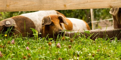 Händler - Art der Abholung: kontaktlose Übergabe - PLZ 5640 (Österreich) - Die Weideschweine auf der Weide hinterm Hof - BERGerWIESEN