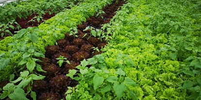 Händler - Zahlungsmöglichkeiten: Überweisung - Kärnten - Biogarten Bio Gemüse, Kräuter und Jungpflanzen - ErdenGold KG