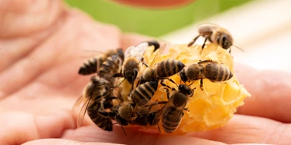 Händler - Art der erstellten Produkte: Lebensmittel - Sooß (Sooß) - Bio-Imkerei BienenFink