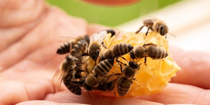 Händler - Wertschöpfung in Österreich: vollständige Eigenproduktion - Wien-Stadt - Bio-Imkerei BienenFink