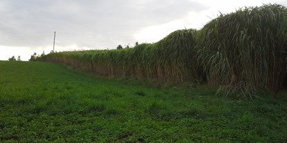 Händler - Wanzenau - Das ist eines unserer Miscanthusfelder. Die Pflanzen werden bis zu 4 Meter hoch und im Frühjahr, nachdem sie über den Winter getrocknet sind, geerntet. - NaturMulch Endl