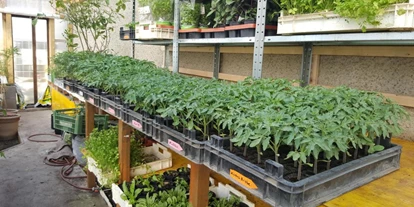 Händler - Selbstabholung - Bezirk Neusiedl am See - viele verschiedene Tomatenpflanzen - Landwirtschaft Forestbase