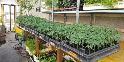Händler - Selbstabholung - Gols - viele verschiedene Tomatenpflanzen - Landwirtschaft Forestbase