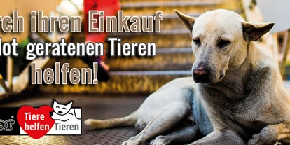Händler - Mindestbestellwert für Lieferung - Neudorf bei Ilz - Das Bild zeigt einen obdachlosen armen Hund vor einer Stiege eines Einkaufszentrums. Geschrieben steht „Durch Ihren Einkauf in Not geratenen Tieren helfen!“ - Fedor® Tiernahrung