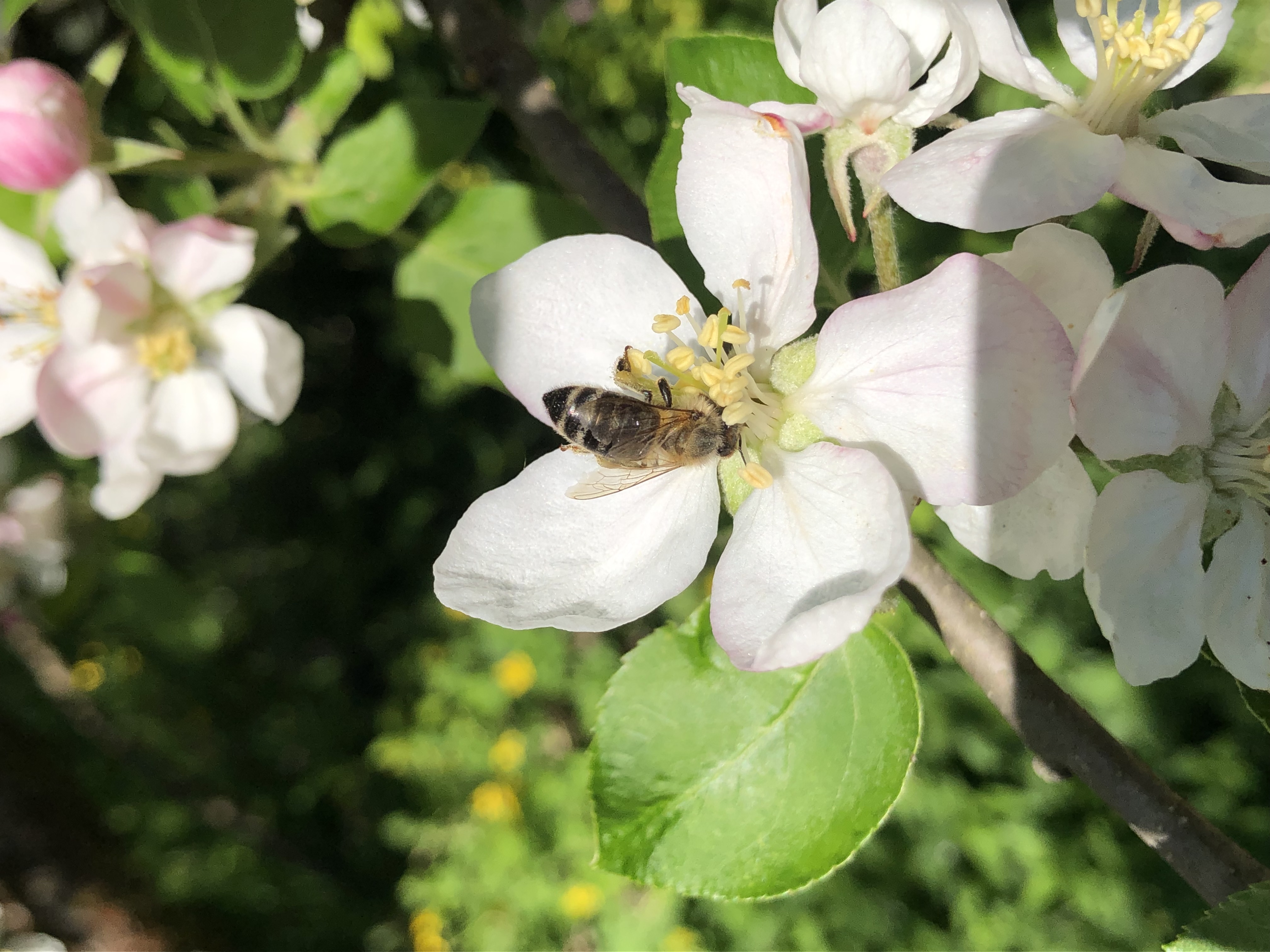 Unternehmen - Imkerei Fischlhammer
