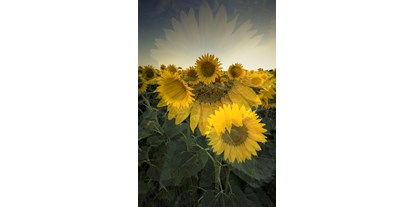 Händler - Bisamberg - Flowersun - Regina Cserna Photography - Kunstfotografie - Fineartprints