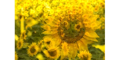 Händler - Versand möglich - Trumau - Sunflowerimpressionism - Regina Cserna Photography - Kunstfotografie - Fineartprints