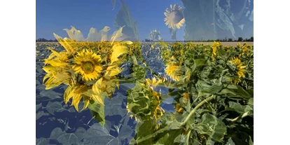 Händler - Art der Abholung: Übergabe mit Kontakt - PLZ 1300 (Österreich) - Sunflowerscape - Regina Cserna Photography - Kunstfotografie - Fineartprints