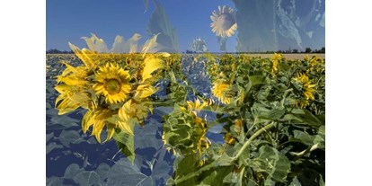 Händler - Versand möglich - Wien-Stadt Stammersdorf - Sunflowerscape - Regina Cserna Photography - Kunstfotografie - Fineartprints