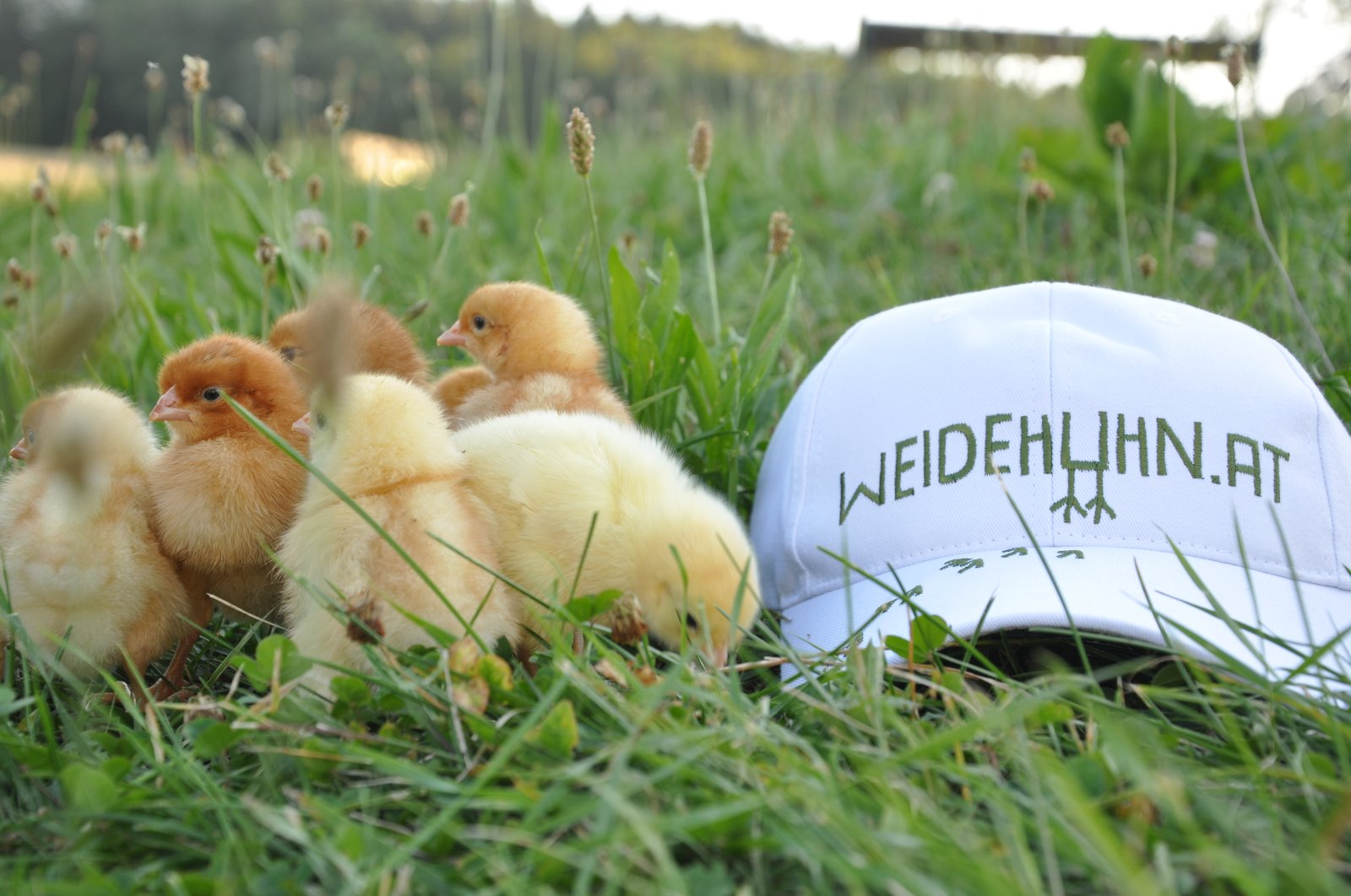Unternehmen - weidehuhn.at