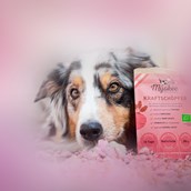 Unternehmen - Superfood, Gemüse und Obst für Hunde in Pulver Fertigmischungen - MYOKEE - Die Bio Hundeküche