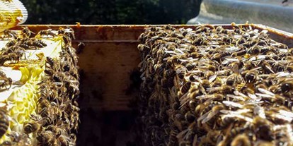 Händler - Lebensmittel und Getränke: Honig - Bio Waldhonig 500g von Bio-Imkerei Kordesch