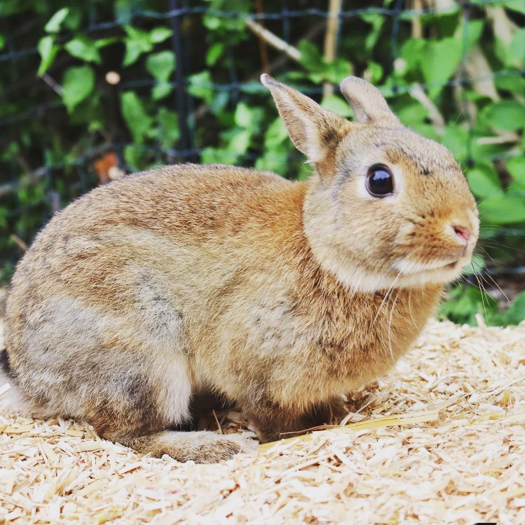 regionale Produkte: Einstreu aus Miscanthus-Häcksel (Hackgut) - Tier Einstreu aus Miscanthus-Häcksel