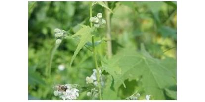 Händler - Versandzeit: 5-7 Tage - Österreich - Sida in Blüte - Sida, Sidapflanze, Sida hermaphrodita, Virginiamalve