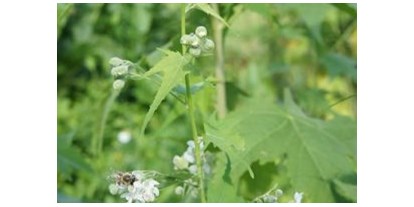 Händler - Oberösterreich - Sida in Blüte - Sida, Sidapflanze, Sida hermaphrodita, Virginiamalve