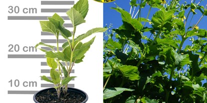 Händler - Region Hausruck - Silphie im 2-3lt Topf, Blüte und Wuchs - Durchwachsene Silphie - Silphium perfoliatum