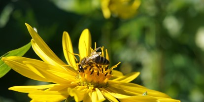 Händler - Steuersatz: 13 % - Oberösterreich - Silphieblüte mit Biene - Durchwachsene Silphie - Silphium perfoliatum
