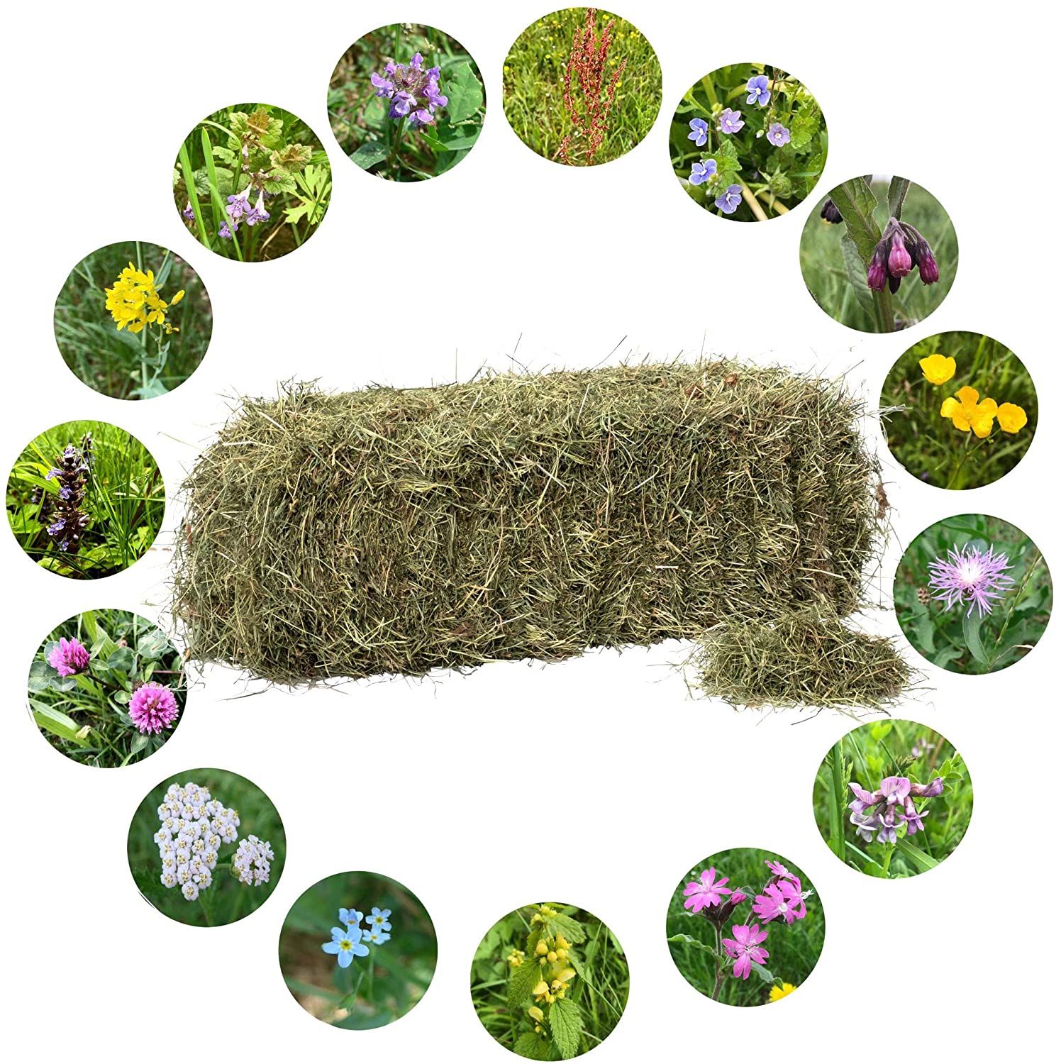 regionale Produkte: kräuterreiches Heu im Ballen, enthaltene Wiesenblumen im Detail - Naturstreu und Heu
