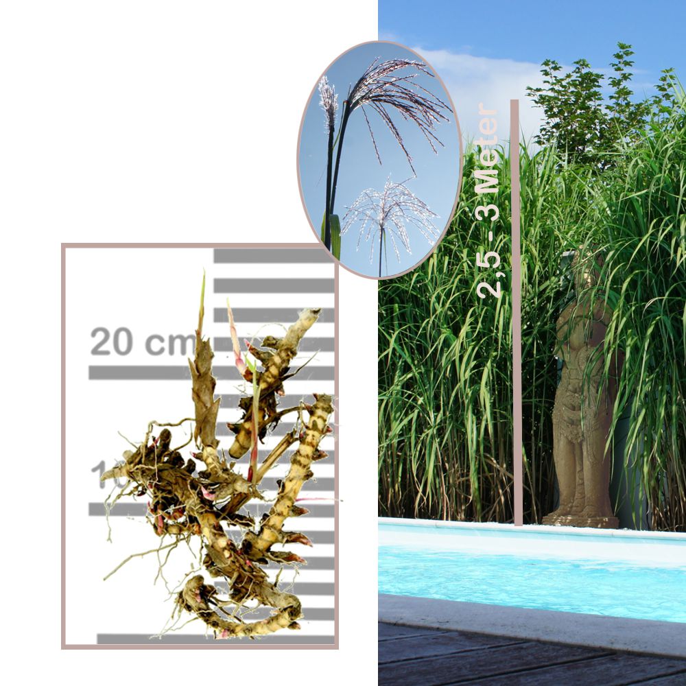 Händler - Miscanthus Rhizome, Wurzelstücke inkl möglicher Blüte (Detailansicht) und Wuchshöhe - Miscanthus giganteus - Elefantengras - Rhizome/Wurzelstücke