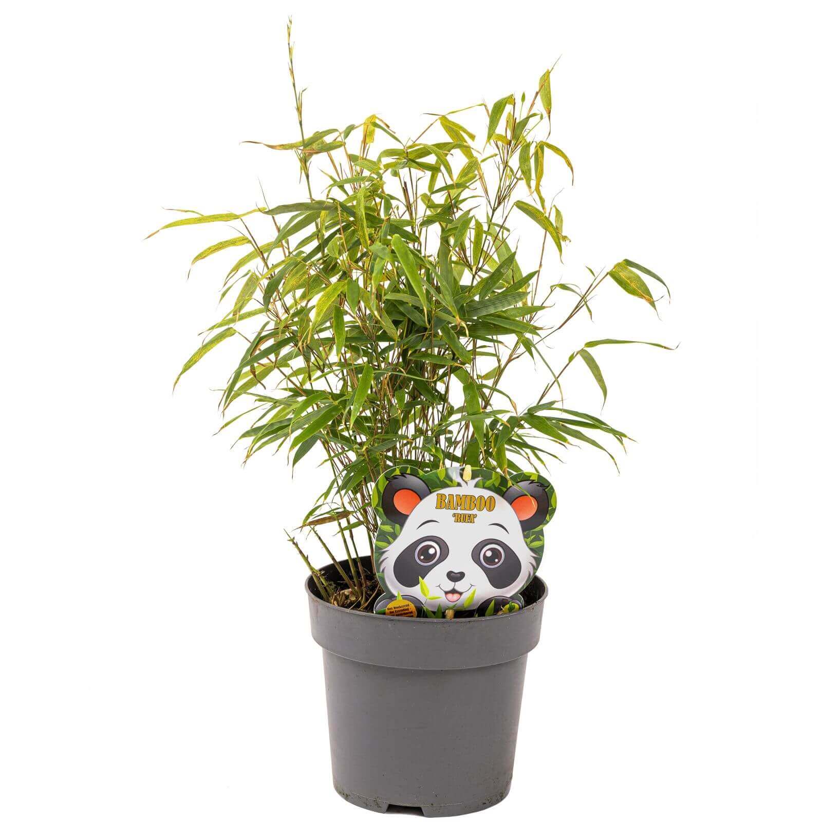 Händler - immergrüner Bambus im Topf - Der Service Gärtner Fargesia rufa - immergrüner Bambus, horstbildend