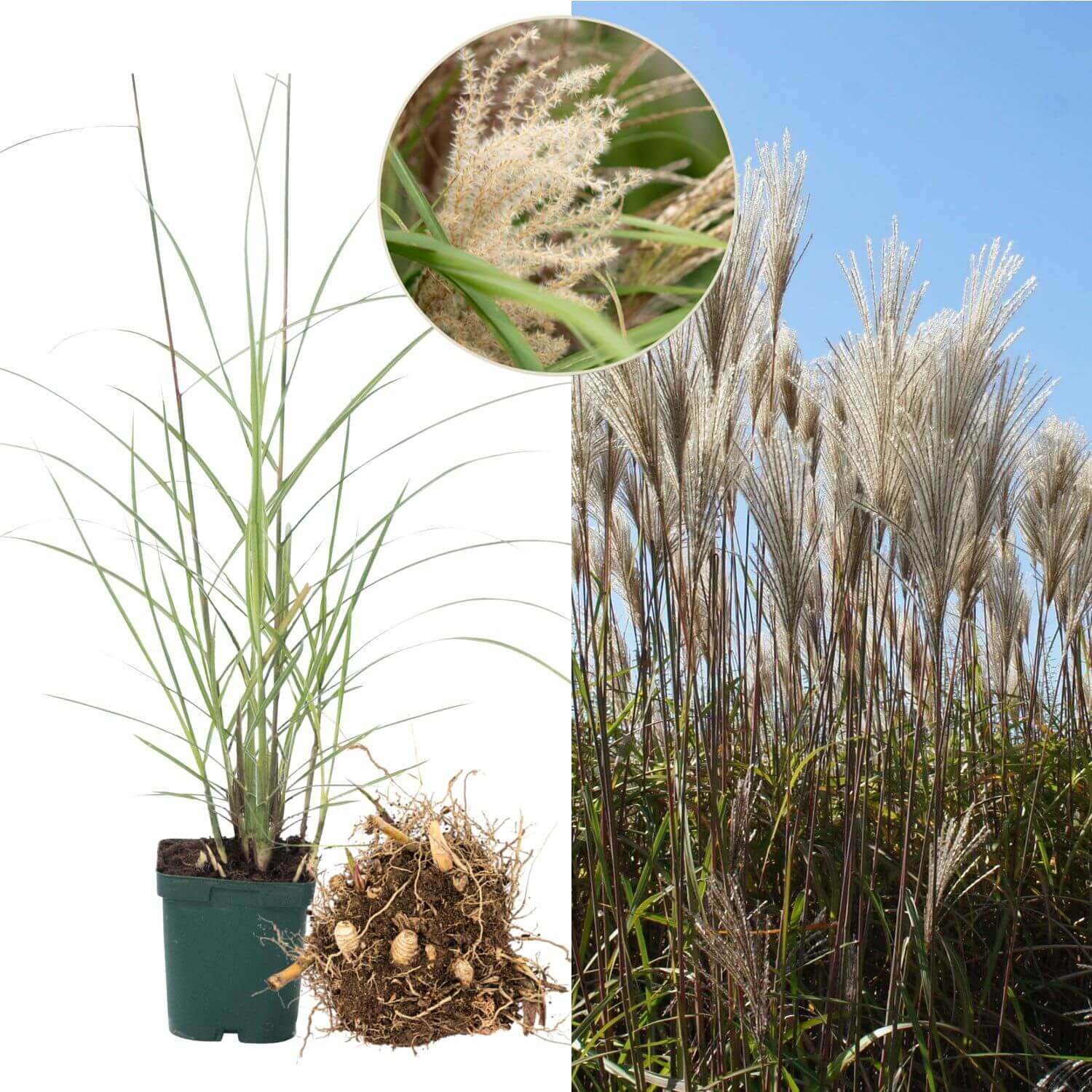 Händler - Miscanthus Große Fontaine, Topfpflanze, Ballenware, Blütendetail - Der Service Gärtner Chinaschilf Miscanthus Große Fontaine