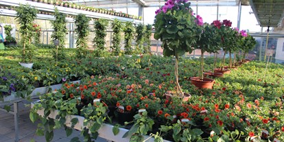 Händler - Produkt-Kategorie: Pflanzen und Blumen - Bayerham - Gärtnerei König
