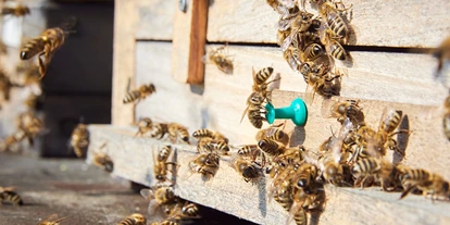 Händler - Produktion vollständig in Österreich - Niederwaldkirchen (Niederwaldkirchen) - Bio Imkerei Bramreither - Bio Honig und weitere Bienenprodukte aus der Region Mühlviertel - Bio Imkerei Bramreither - Bio Honig und weitere Bienenprodukte aus dem Mühlviertel