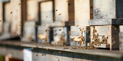 Händler - nachhaltige Verpackung - Niederwaldkirchen (Niederwaldkirchen) - Bio Imkerei Bramreither - Bio Honig und weitere Bienenprodukte aus der Region Mühlviertel - Bienenpatenschaften - Bio Imkerei Bramreither - Bio Honig und weitere Bienenprodukte aus dem Mühlviertel