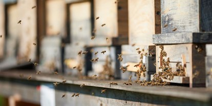 Händler - Art des Herstellers: Imkerei - PLZ 4174 (Österreich) - Bio Imkerei Bramreither - Bio Honig und weitere Bienenprodukte aus der Region Mühlviertel - Bienenpatenschaften - Bio Imkerei Bramreither - Bio Honig und weitere Bienenprodukte aus dem Mühlviertel