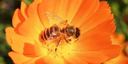 Händler - Produktion vollständig in Österreich - Niederwaldkirchen (Niederwaldkirchen) - Bio Imkerei Bramreither - Bio Honig und weitere Bienenprodukte aus der Region Mühlviertel - Bienenpatenschaften - Bestäubungsleistung - Bio Imkerei Bramreither - Bio Honig und weitere Bienenprodukte aus dem Mühlviertel