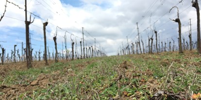 Händler - 100 % steuerpflichtig in Österreich - Großkrut - Bio Weinbau AMON