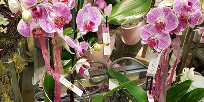 Händler - überwiegend selbstgemachte Produkte - Purgstall bei Eggersdorf - City Blumen Orchideen - City Blumen Helmut Nickl