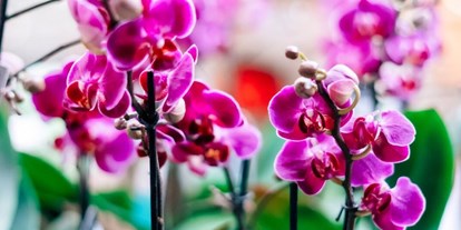 Händler - Produkt-Kategorie: Pflanzen und Blumen - Gitthof - Orchideen - Gärtnerei Thellmann 