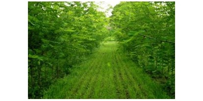 Händler - Versand möglich - Waldprechting - Robinien - Energiepflanzen.com