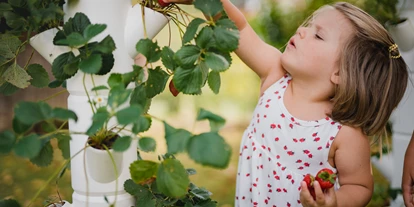 Händler - Produkt-Kategorie: Pflanzen und Blumen - Frischg - SISSI STRAWBERRY - der weltweit erste Erdbeerbaum - Gusta Garden GmbH