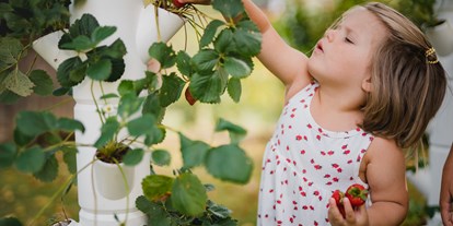 Händler - Mindestbestellwert für Lieferung - Sauerwald - SISSI STRAWBERRY - der weltweit erste Erdbeerbaum - Gusta Garden GmbH