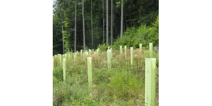 Händler - Versand möglich - Tobitsch (Himmelberg) - Baumschutzhüllen zum Schutz von Jungpflanzen im Forst vor Verbiss- und Fegeschäden. - Witasek PflanzenSchutz GmbH