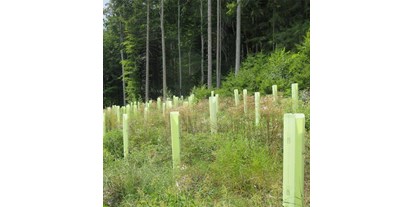 Händler - Pesseneggen - Baumschutzhüllen zum Schutz von Jungpflanzen im Forst vor Verbiss- und Fegeschäden. - Witasek PflanzenSchutz GmbH