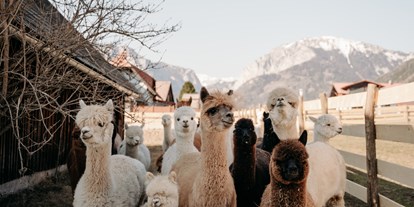 Händler - bevorzugter Kontakt: Online-Shop - Oberaich (Bruck an der Mur) - Unsere Alpakas - Alpakas und Lamas zum Grünen See