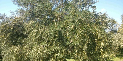 Händler - Unternehmens-Kategorie: Großhandel - Hundsdorf (Gratwein-Straßengel) - Baum voll Oliven vor der ERnte - EliTsa e.U. 