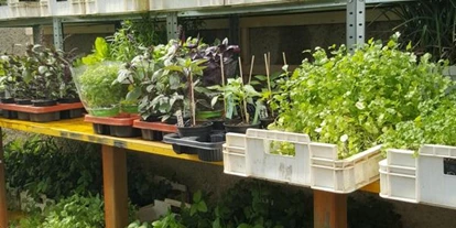 Händler - überwiegend selbstgemachte Produkte - Wallern im Burgenland - Kräuter und weitere Pflanzen - Landwirtschaft Forestbase
