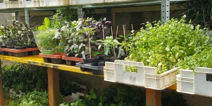 Händler - Produkt-Kategorie: Pflanzen und Blumen - Gols - Kräuter und weitere Pflanzen - Landwirtschaft Forestbase
