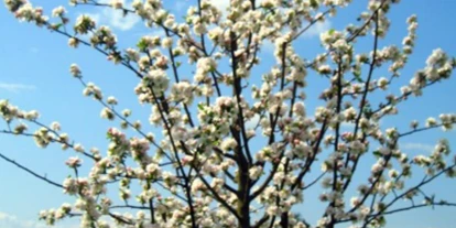 Händler - Produkt-Kategorie: Pflanzen und Blumen - Unterbergen (Mölbling, Kappel am Krappfeld) - Apfelbaum "Kronprinz Rudolf" in Blüte - Biobaumschule Eschenhof
