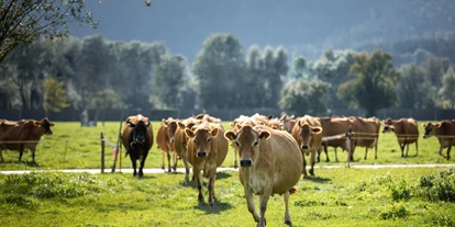 Händler - überwiegend selbstgemachte Produkte - Spumberg - Herde Jersey Kühe auf der Weide - Bio Hofkäserei Fürstenhof