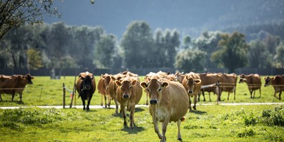 Händler - Zahlungsmöglichkeiten: Apple Pay - Vigaun - Herde Jersey Kühe auf der Weide - Bio Hofkäserei Fürstenhof