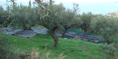 Händler - Zahlungsmöglichkeiten: auf Rechnung - Hintersee (Hintersee) - Olivenernte - Olivenöl Maringer